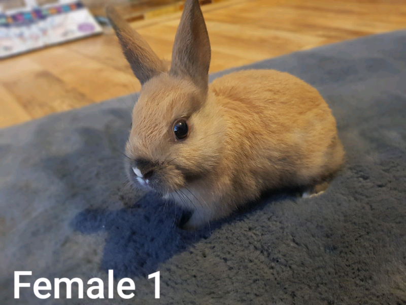 little rabbits for sale